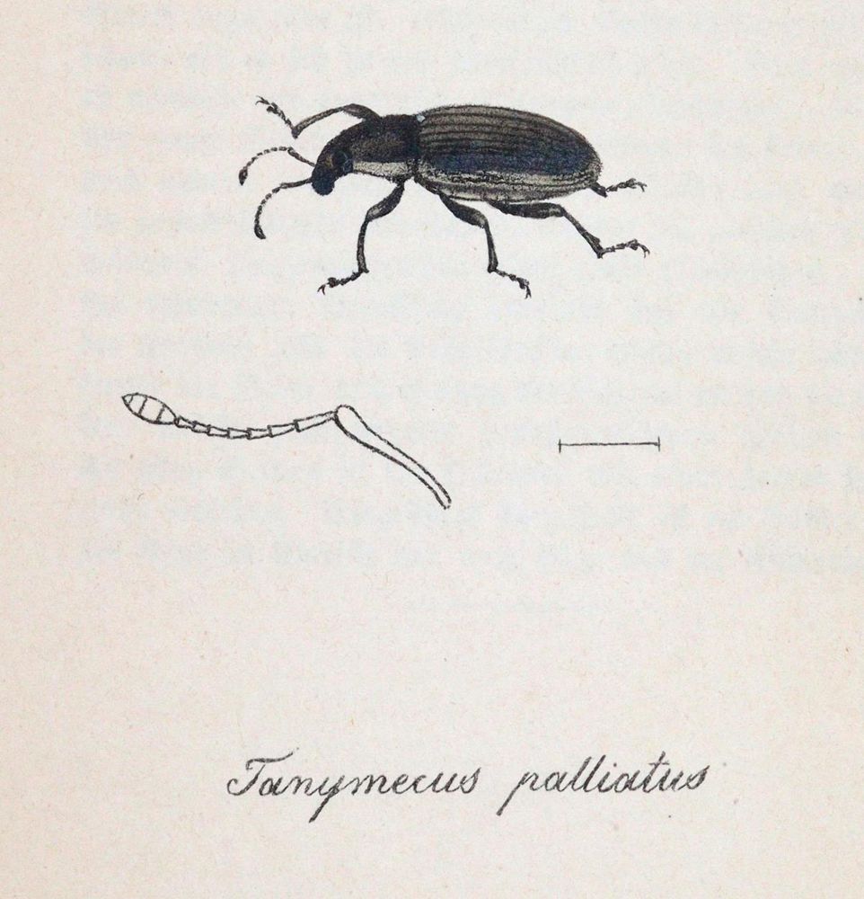 Große Abbildung Nr.3: 143-1880 Labram,J.D.: (Zoologie, Insekten)