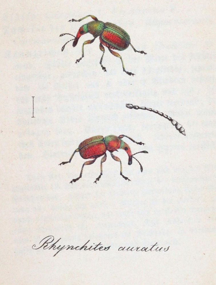 Große Abbildung Nr.4: 143-1880 Labram,J.D.: (Zoologie, Insekten)