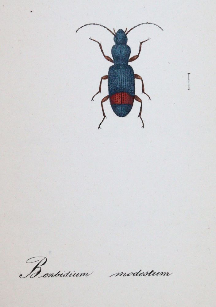 Große Abbildung Nr.5: 143-1880 Labram,J.D.: (Zoologie, Insekten)