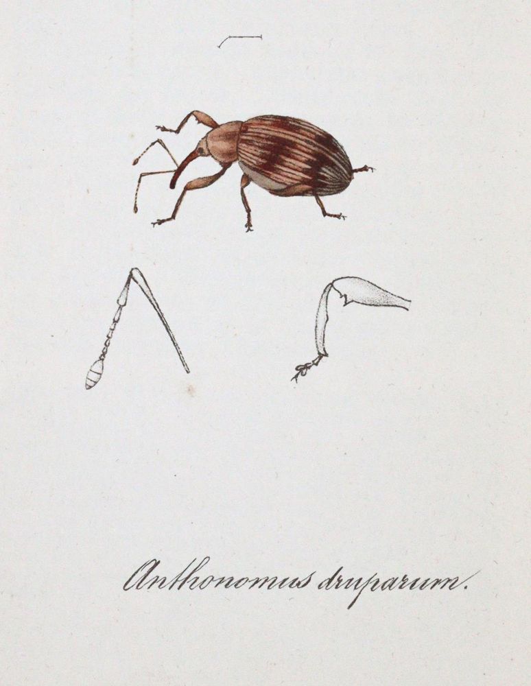 Große Abbildung Nr.6: 143-1880 Labram,J.D.: (Zoologie, Insekten)