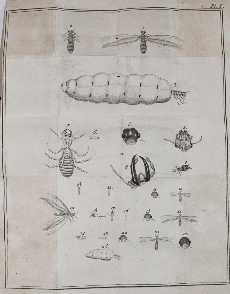 Große Abbildung Nr.2: 143-1881 Smeathman,H.: (Zoologie, Insekten, Termiten)