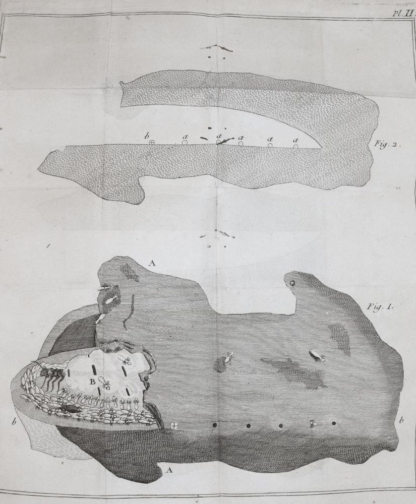 Große Abbildung Nr.3: 143-1881 Smeathman,H.: (Zoologie, Insekten, Termiten)