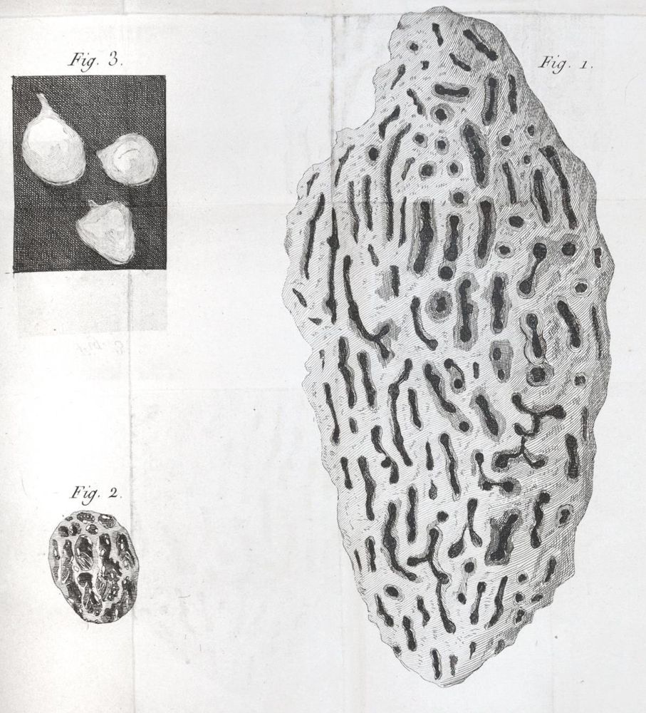 Große Abbildung Nr.4: 143-1881 Smeathman,H.: (Zoologie, Insekten, Termiten)