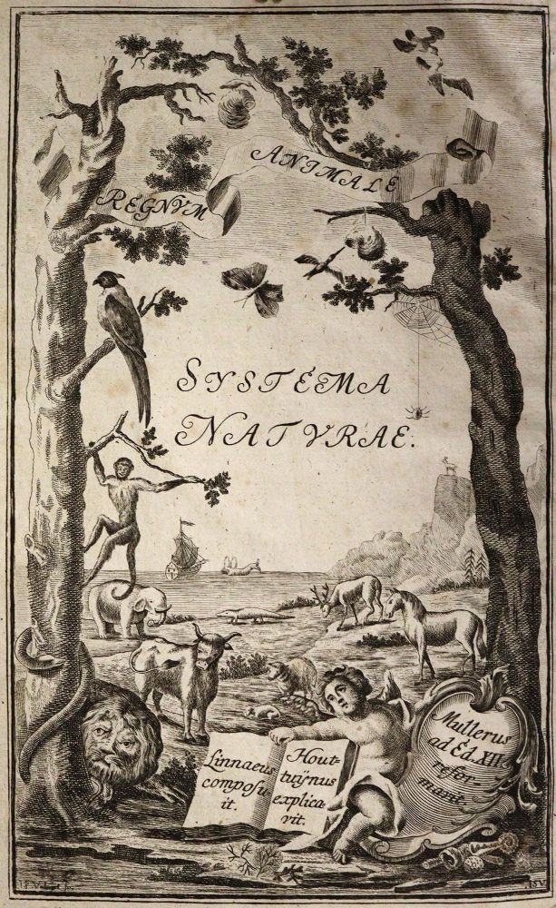 Große Abbildung Nr.2: 143-1884 Linné,C.v.: (Zoologie)