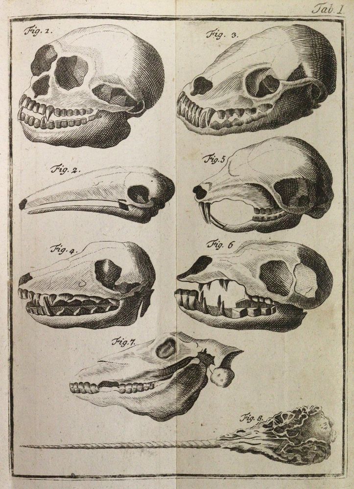 Große Abbildung Nr.3: 143-1884 Linné,C.v.: (Zoologie)