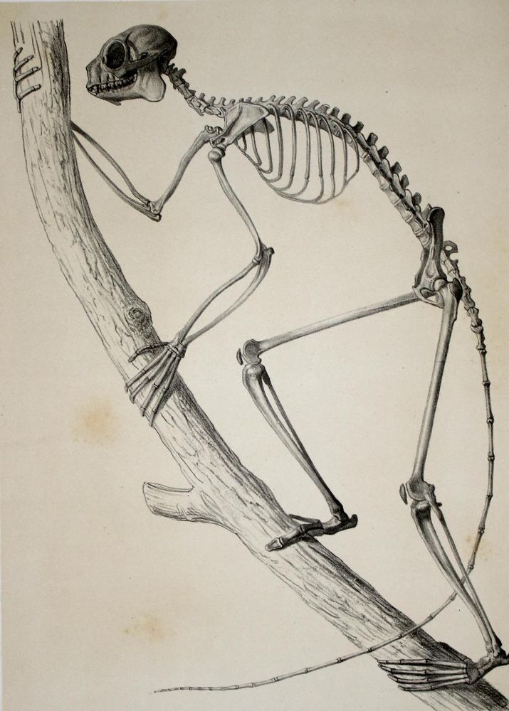 Große Abbildung Nr.2: 143-1885 Grandidier,A.: (Zoologie, Madagaskar)