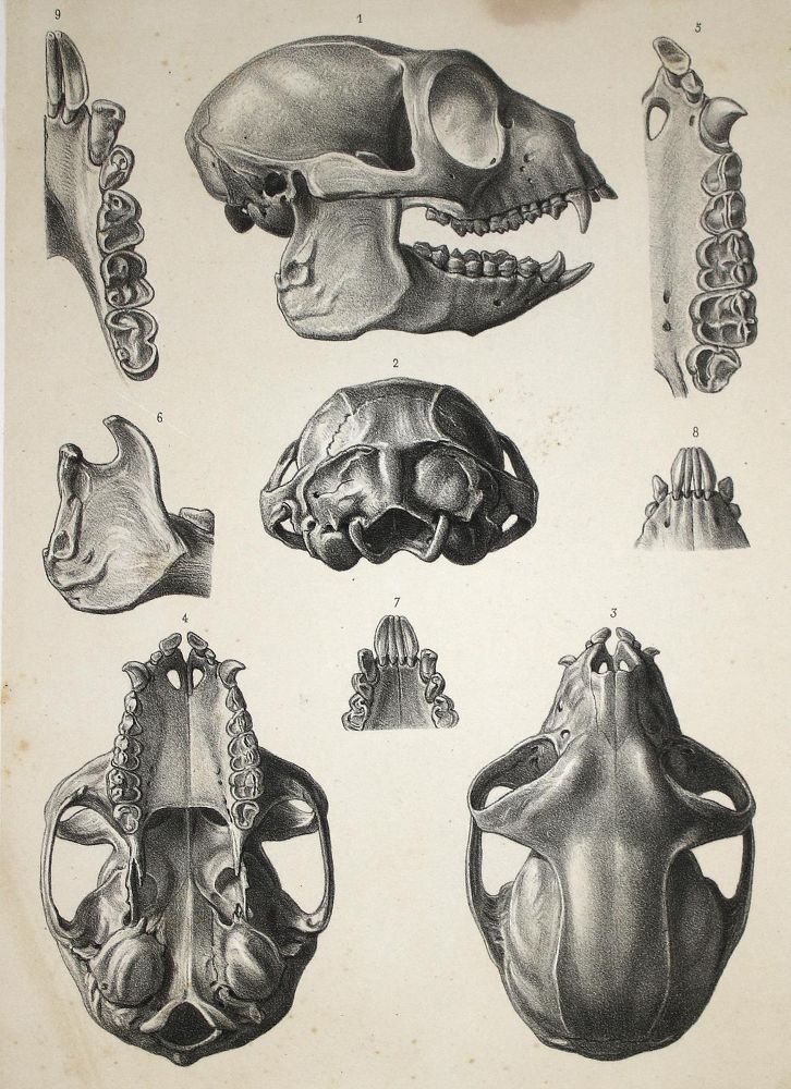Große Abbildung Nr.3: 143-1885 Grandidier,A.: (Zoologie, Madagaskar)