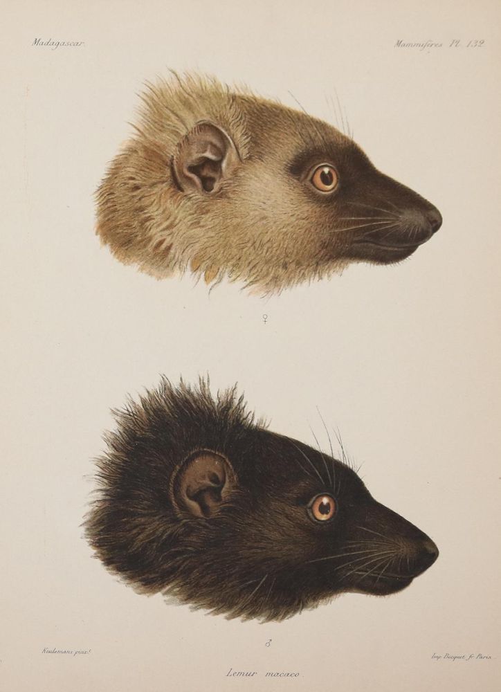Große Abbildung Nr.312: 143-1885 Grandidier,A.: (Zoologie, Madagaskar)