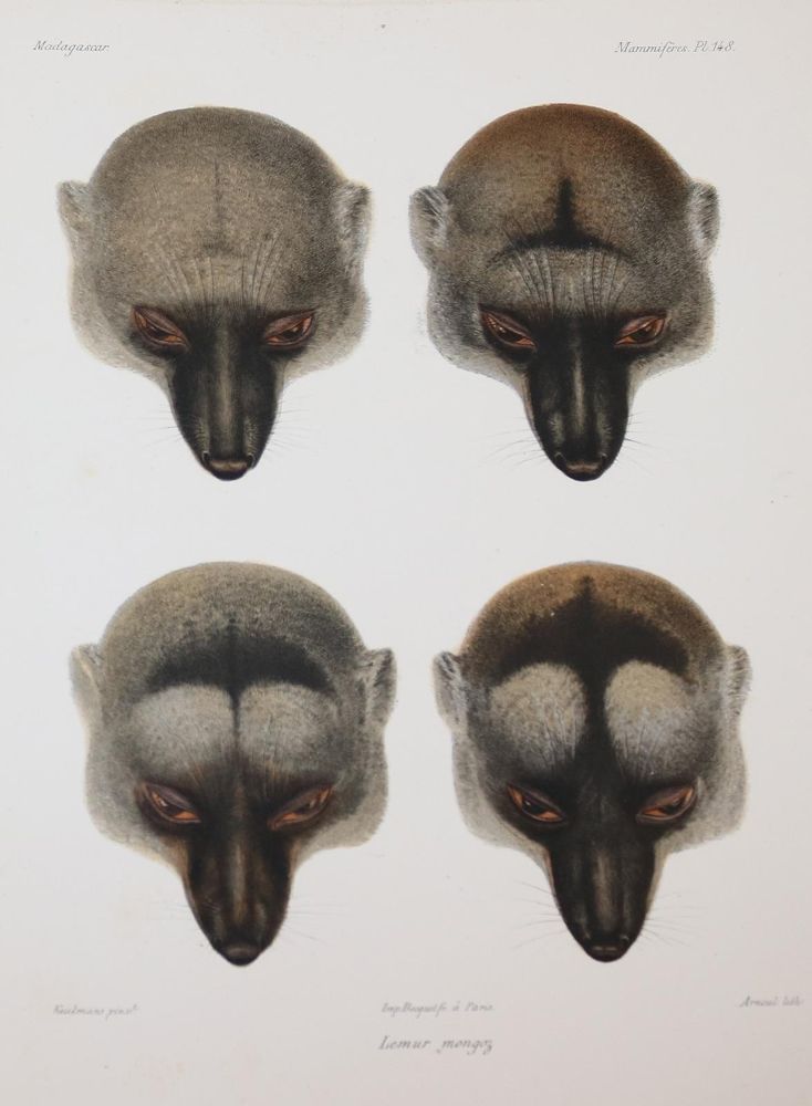 Große Abbildung Nr.314: 143-1885 Grandidier,A.: (Zoologie, Madagaskar)