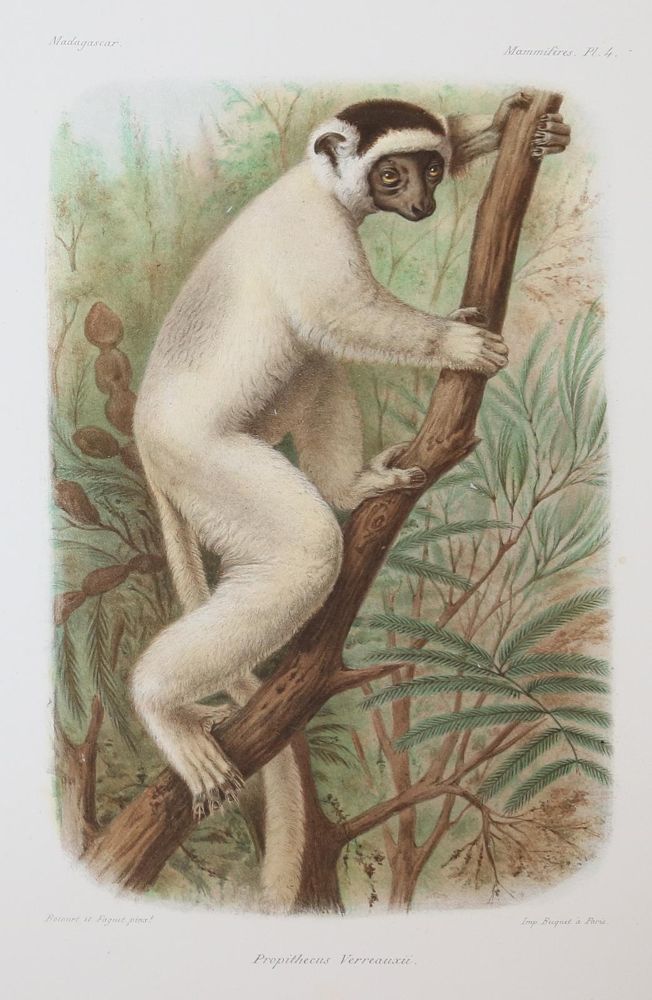 Große Abbildung Nr.35: 143-1885 Grandidier,A.: (Zoologie, Madagaskar)