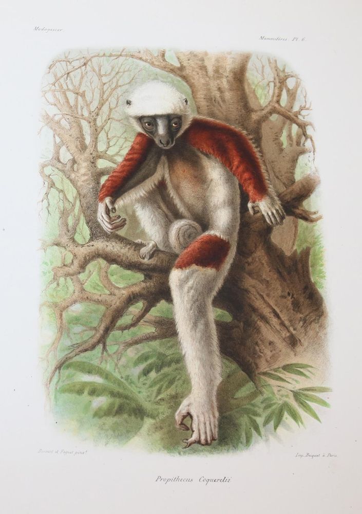 Große Abbildung Nr.36: 143-1885 Grandidier,A.: (Zoologie, Madagaskar)