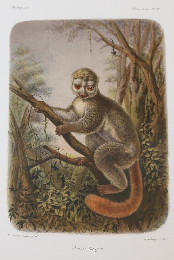 Große Abbildung Nr.38: 143-1885 Grandidier,A.: (Zoologie, Madagaskar)