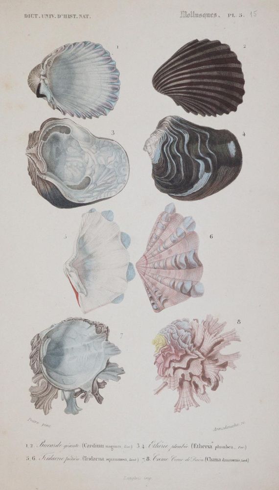 Große Abbildung Nr.1: 143-1887 Orbigny,C.d'.: (Zoologie)