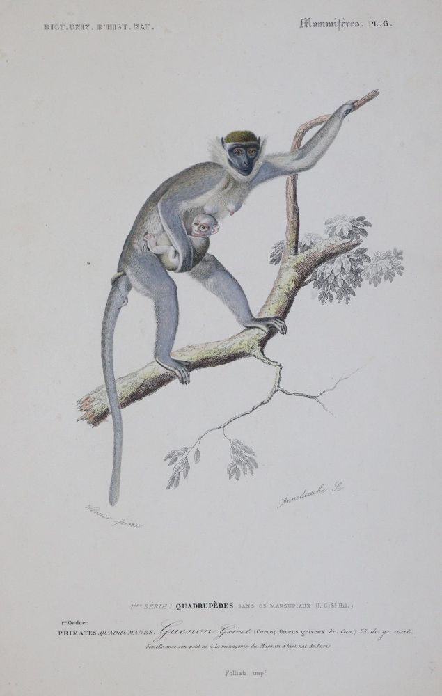 Große Abbildung Nr.2: 143-1887 Orbigny,C.d'.: (Zoologie)