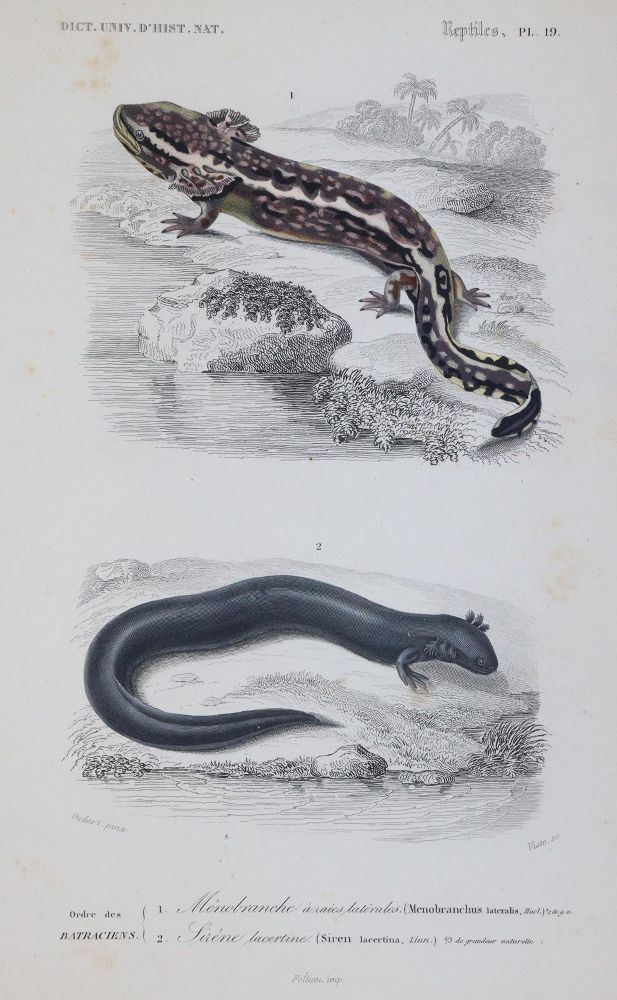 Große Abbildung Nr.3: 143-1887 Orbigny,C.d'.: (Zoologie)