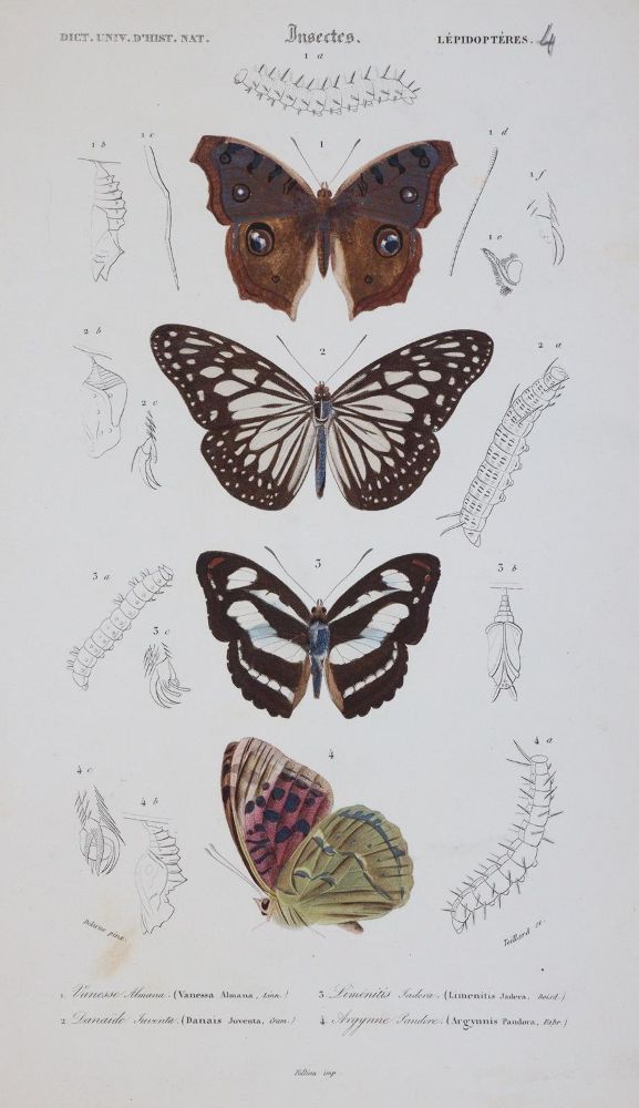 Große Abbildung Nr.4: 143-1887 Orbigny,C.d'.: (Zoologie)