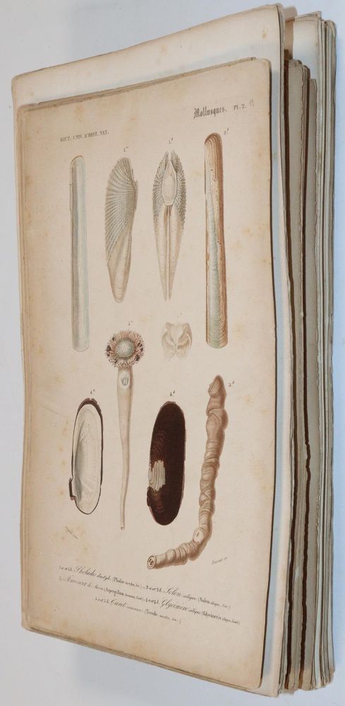 Große Abbildung Nr.5: 143-1887 Orbigny,C.d'.: (Zoologie)