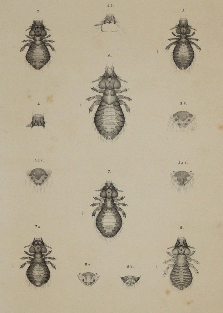 Große Abbildung Nr.2: 143-1891 Piaget,E.: (Zoologie)