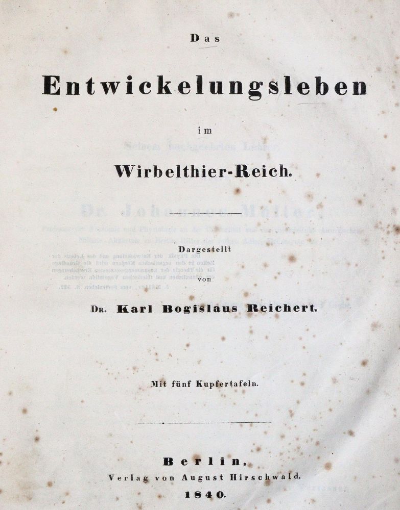 Große Abbildung Nr.1: 143-1892 Reichert,K.B.: (Zoologie)