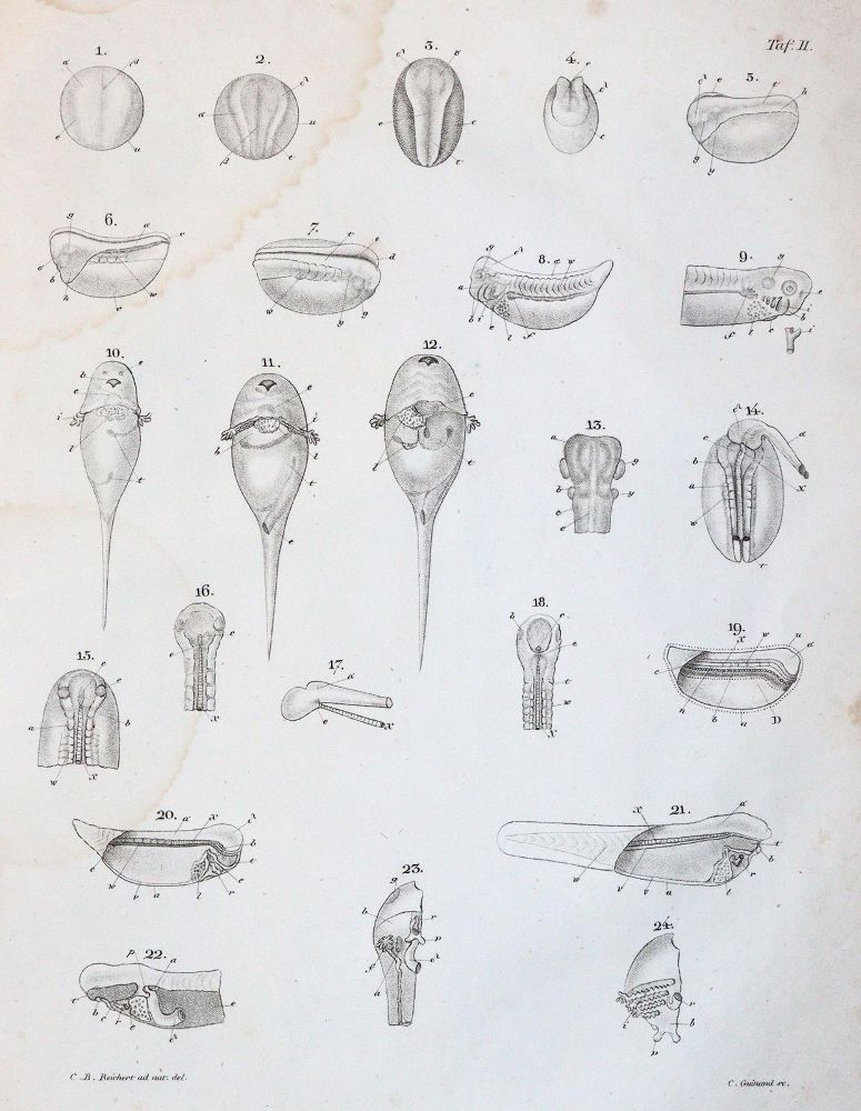 Große Abbildung Nr.2: 143-1892 Reichert,K.B.: (Zoologie)