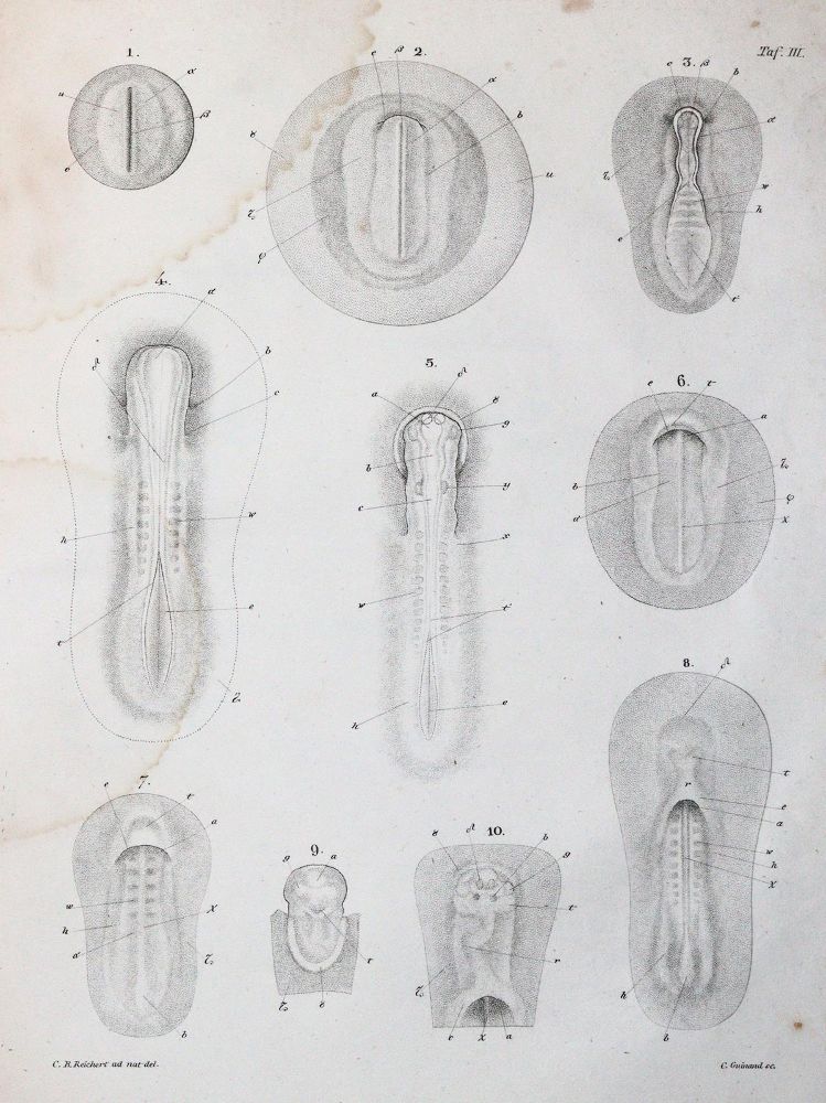 Große Abbildung Nr.3: 143-1892 Reichert,K.B.: (Zoologie)