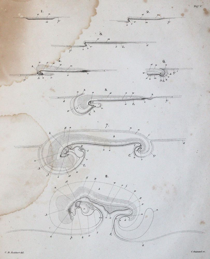 Große Abbildung Nr.4: 143-1892 Reichert,K.B.: (Zoologie)