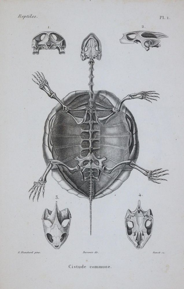 Große Abbildung Nr.1: 143-1893 Dumeril,A.M.C. u. G.Bibron.: (Zoologie, Reptilien)