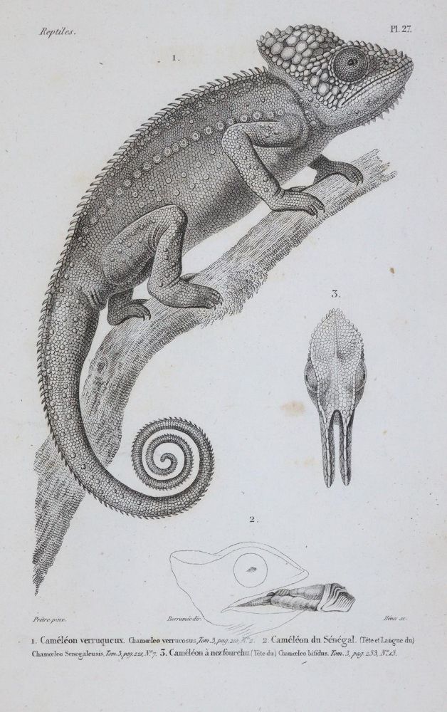 Große Abbildung Nr.2: 143-1893 Dumeril,A.M.C. u. G.Bibron.: (Zoologie, Reptilien)