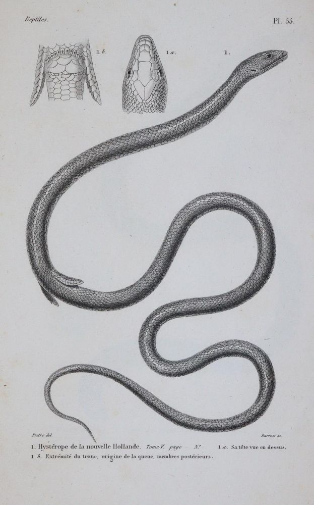 Große Abbildung Nr.3: 143-1893 Dumeril,A.M.C. u. G.Bibron.: (Zoologie, Reptilien)