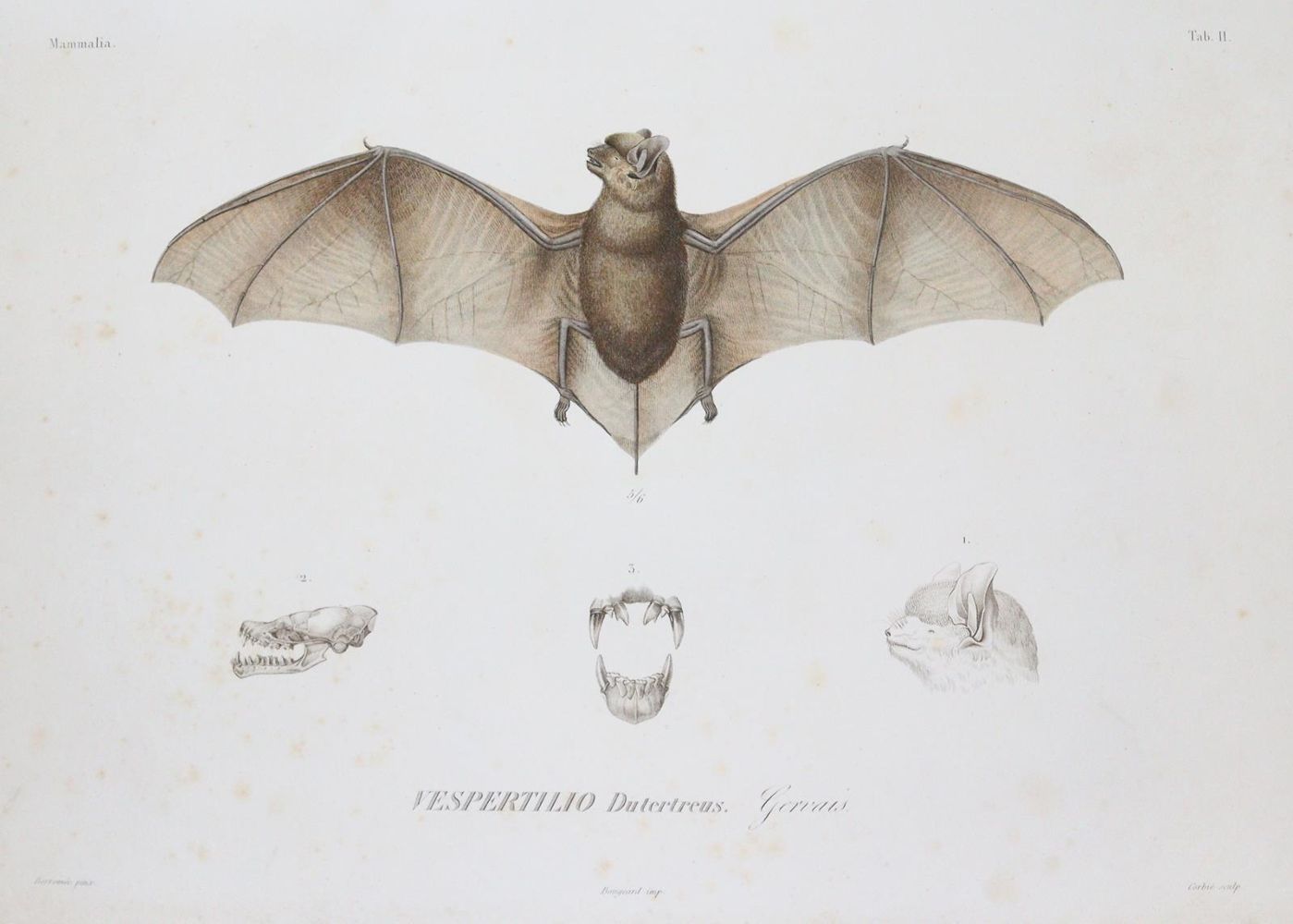 Große Abbildung Nr.1: 143-1894 Sagra,R.de la.: (Zoologie)
