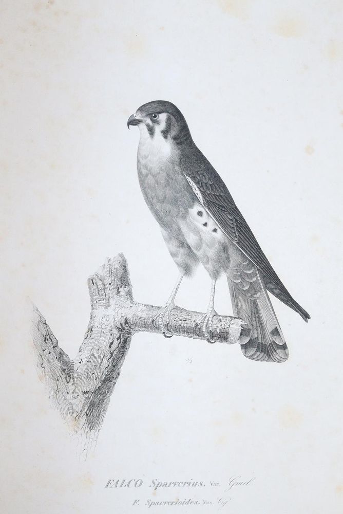 Große Abbildung Nr.2: 143-1894 Sagra,R.de la.: (Zoologie)