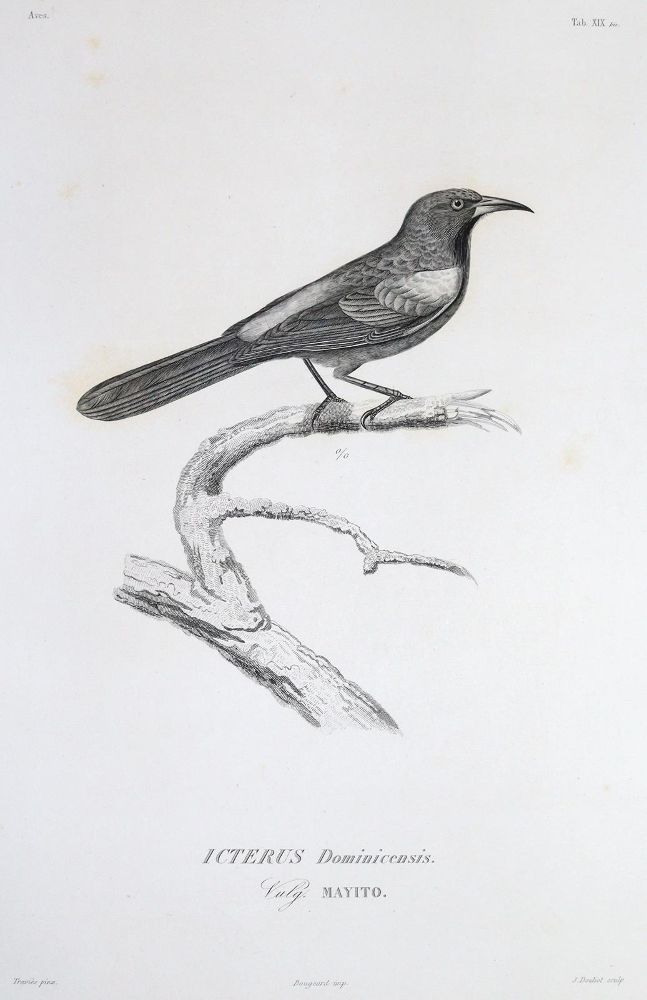 Große Abbildung Nr.3: 143-1894 Sagra,R.de la.: (Zoologie)
