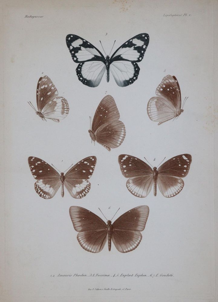 Große Abbildung Nr.1: 143-1895 Mabille,P.: (Zoologie, Schmetterlinge)