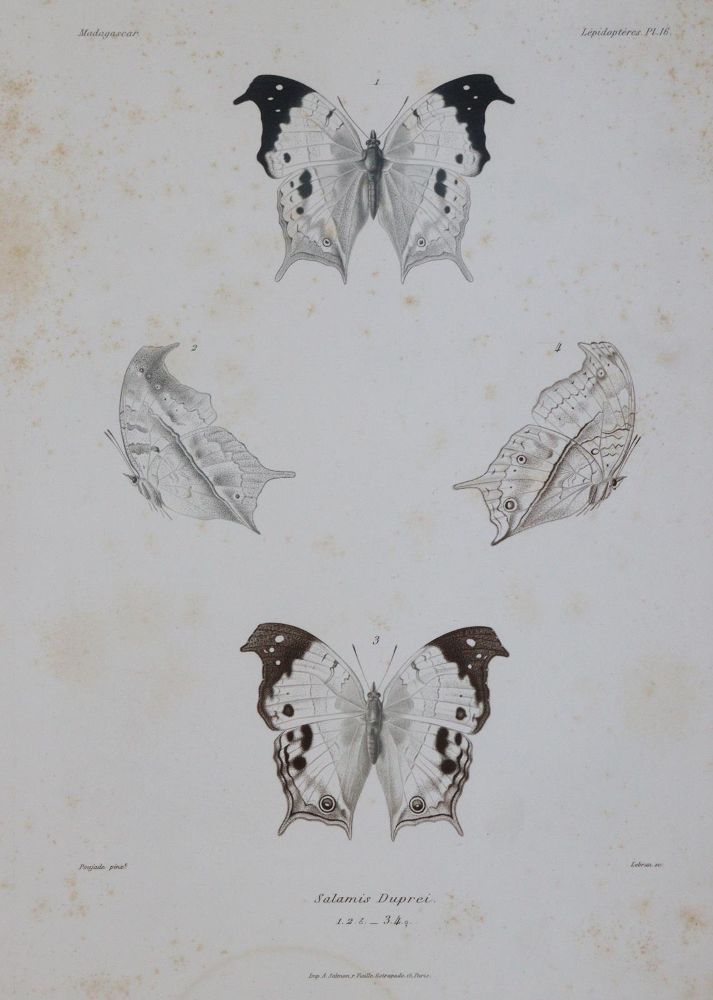 Große Abbildung Nr.3: 143-1895 Mabille,P.: (Zoologie, Schmetterlinge)