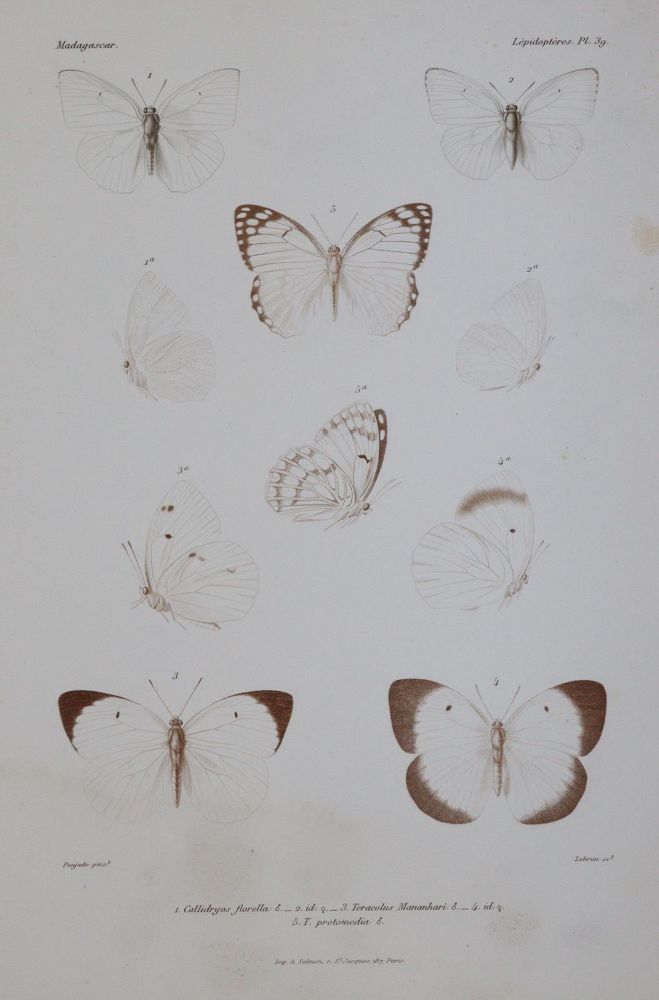 Große Abbildung Nr.4: 143-1895 Mabille,P.: (Zoologie, Schmetterlinge)