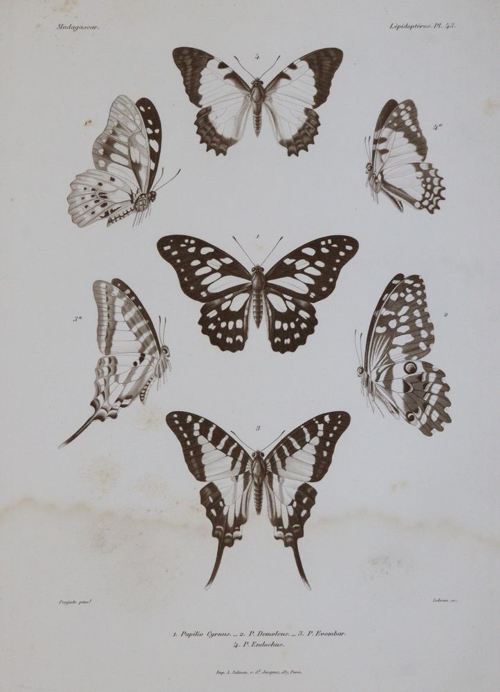 Große Abbildung Nr.5: 143-1895 Mabille,P.: (Zoologie, Schmetterlinge)