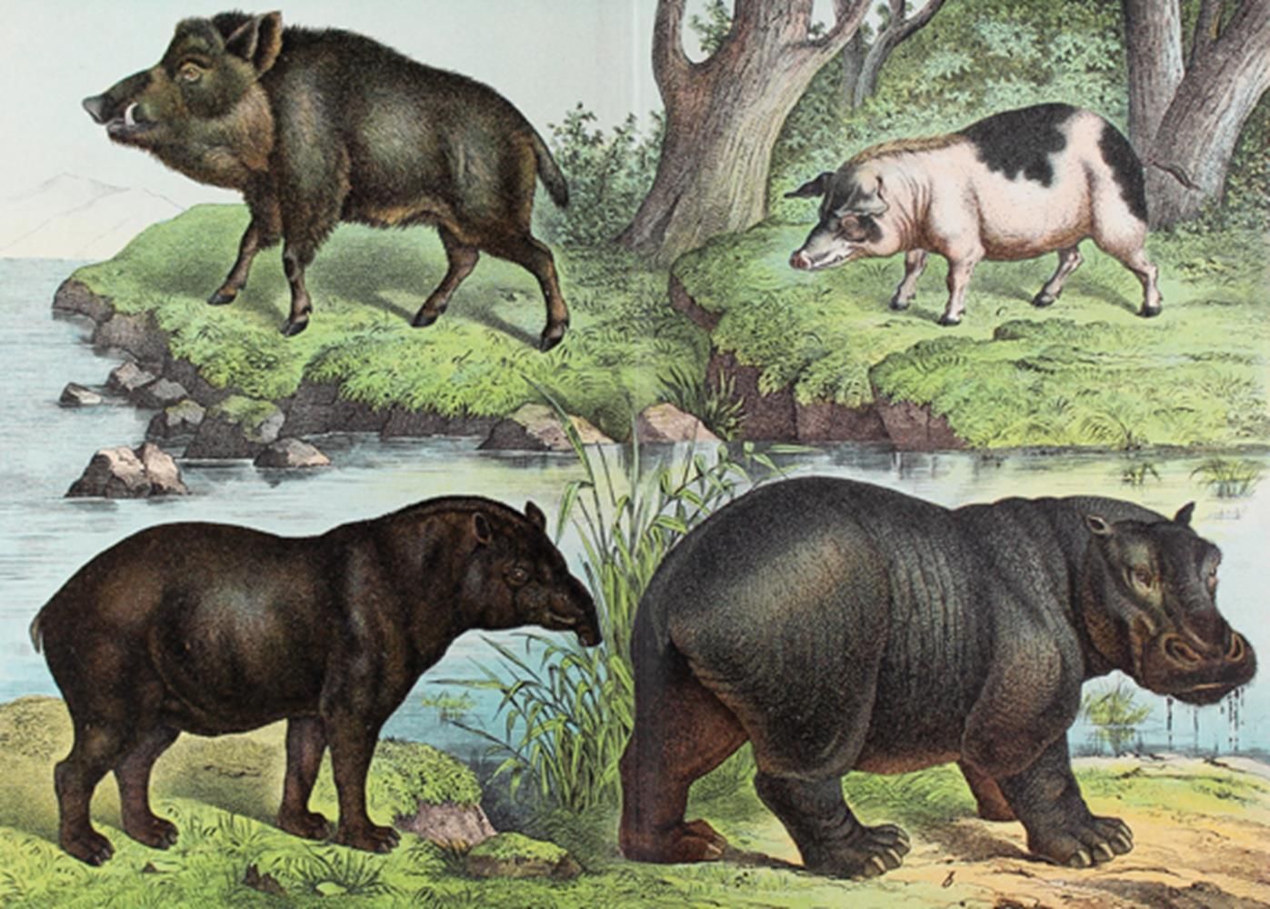 Große Abbildung Nr.1: 143-1896 Schubert,G.H.v. (Hrsg.).: (Zoologie)