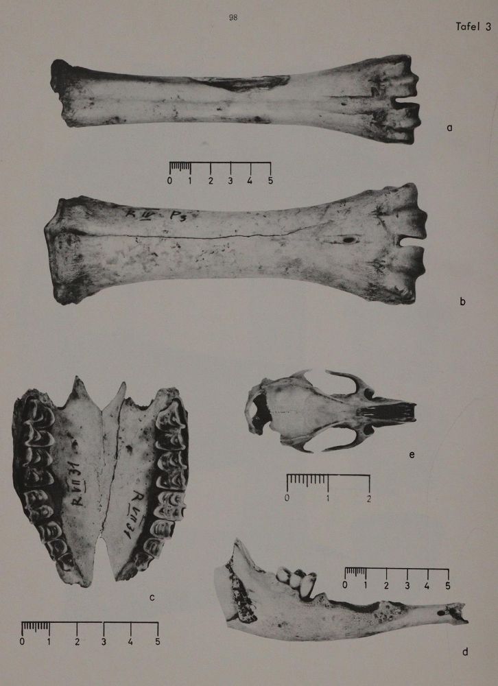 Große Abbildung Nr.3: 143-1897 Studien: (Zoologie)