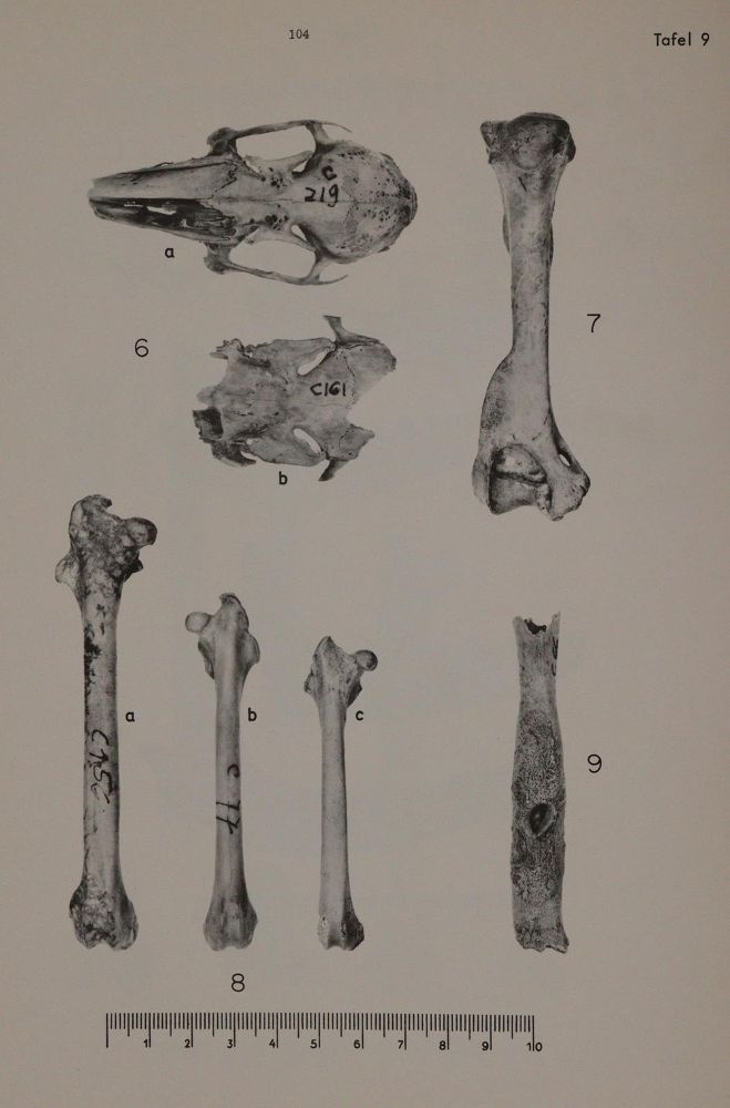 Große Abbildung Nr.4: 143-1897 Studien: (Zoologie)