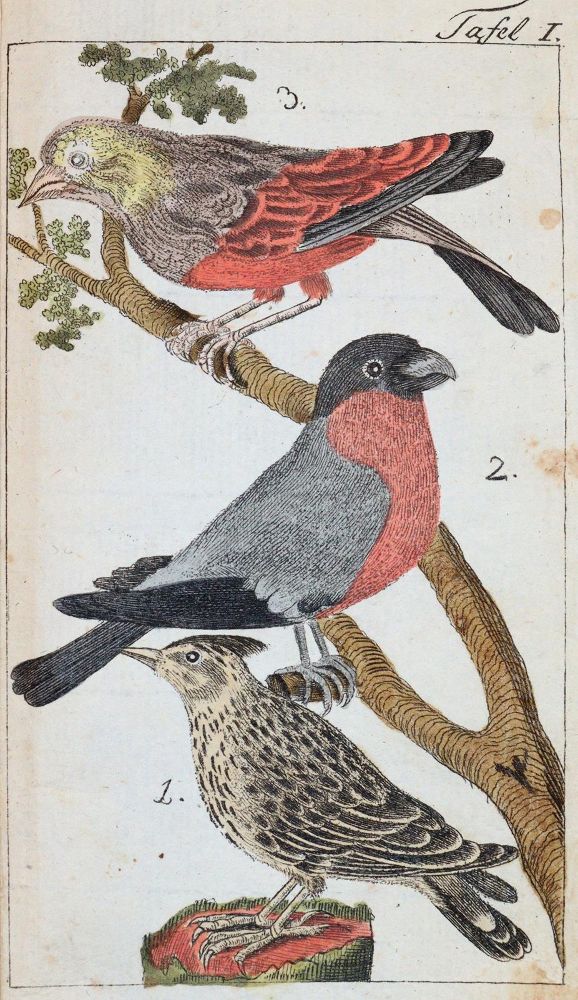 Große Abbildung Nr.3: 143-1898 Bechstein,J.M.: (Zoologie, Vögel)
