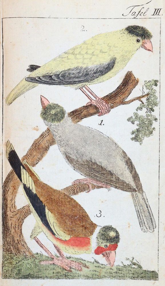 Große Abbildung Nr.4: 143-1898 Bechstein,J.M.: (Zoologie, Vögel)