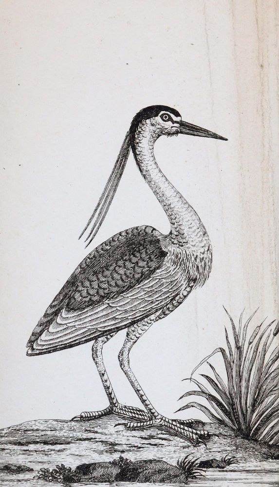 Große Abbildung Nr.3: 143-1899 Bechstein,J.M.: (Zoologie, Vögel)