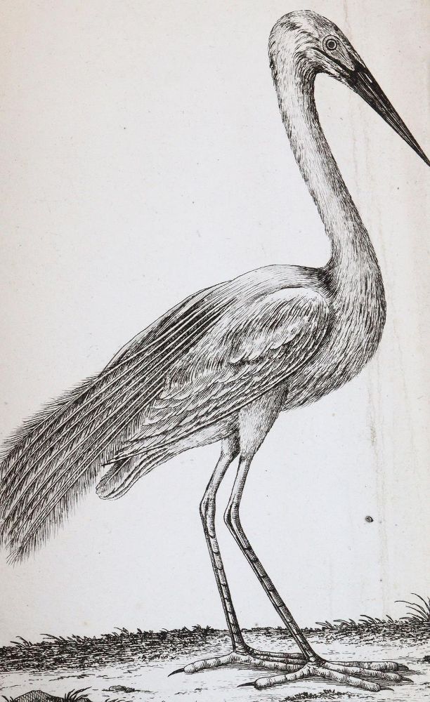 Große Abbildung Nr.4: 143-1899 Bechstein,J.M.: (Zoologie, Vögel)