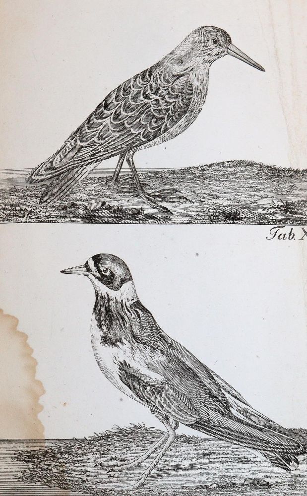 Große Abbildung Nr.5: 143-1899 Bechstein,J.M.: (Zoologie, Vögel)