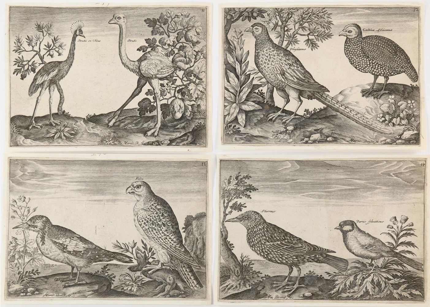 Große Abbildung Nr.5: 143-1901 Briot, Marie.: (Zoologie, Vögel)