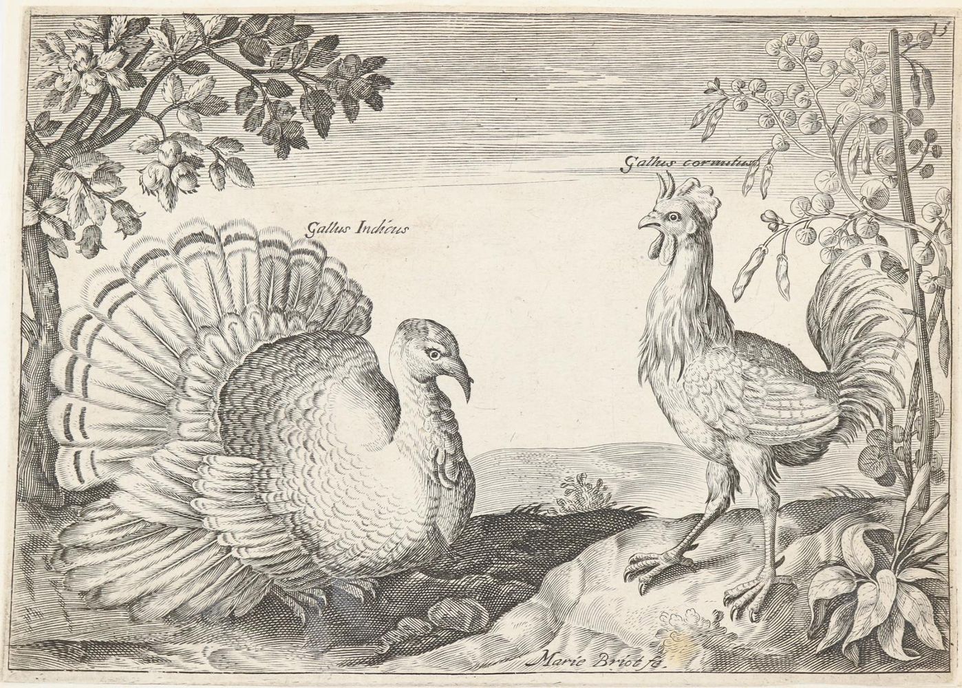 Große Abbildung Nr.6: 143-1901 Briot, Marie.: (Zoologie, Vögel)