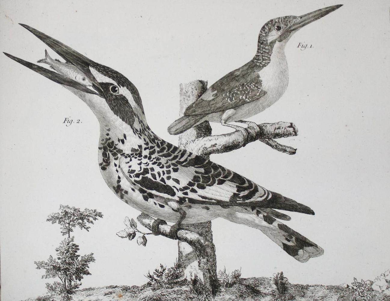 Große Abbildung Nr.10: 143-1902 Brisson,(M.J.).: (Zoologie, Vögel)