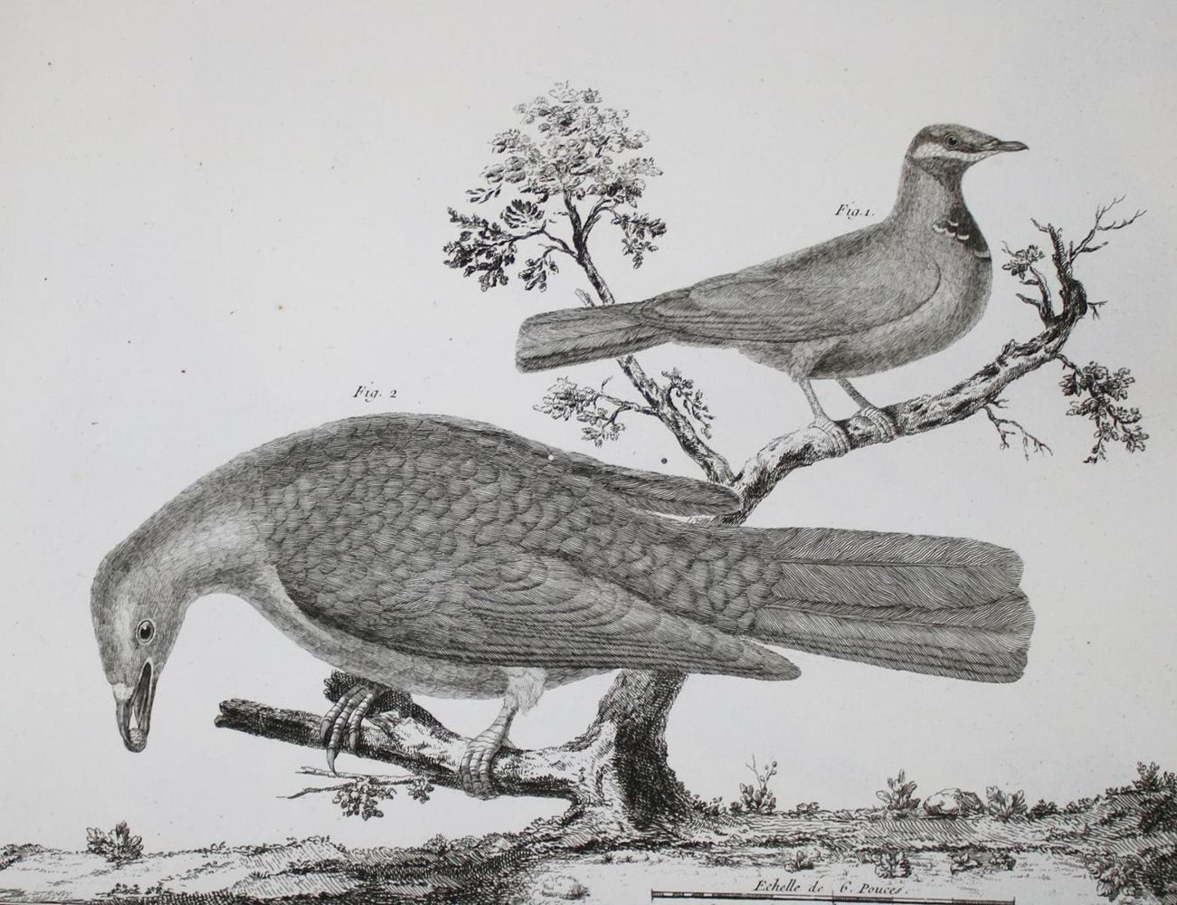 Große Abbildung Nr.2: 143-1902 Brisson,(M.J.).: (Zoologie, Vögel)