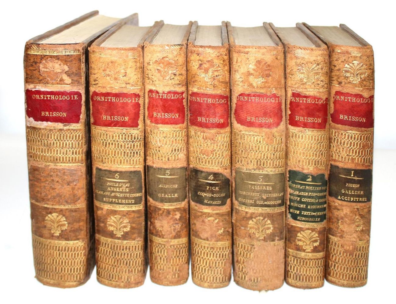 Große Abbildung Nr.3: 143-1902 Brisson,(M.J.).: (Zoologie, Vögel)