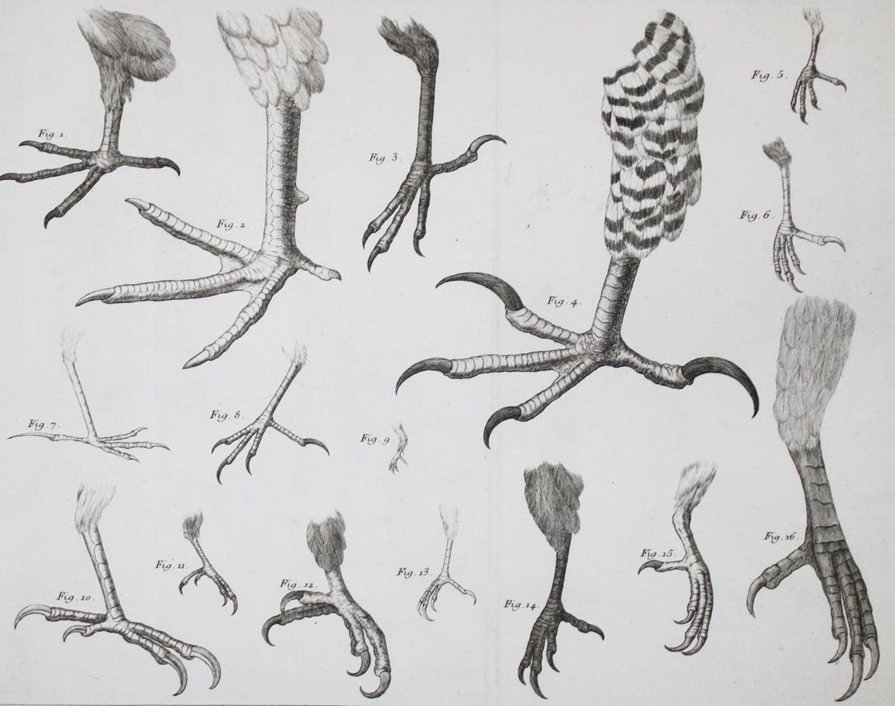 Große Abbildung Nr.5: 143-1902 Brisson,(M.J.).: (Zoologie, Vögel)